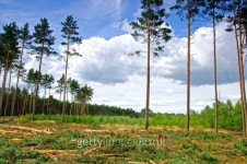 felling of the forest 이미지 (460849349) - 게티이미지뱅크 felling of the forest