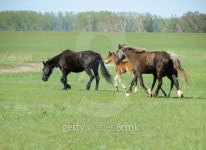 In steppe 이미지 (455214119) - 게티이미지뱅크 In steppe