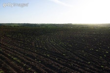 Field of crops become ripe under the sun 이미지 (178445830) - 게티이미지뱅크 Field of crops become ripe under the sun