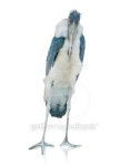 Portrait Of A Stork 이미지 (178426345) - 게티이미지뱅크 Portrait Of A Stork