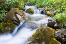 forest river 이미지 (187209131) - 게티이미지뱅크 forest river