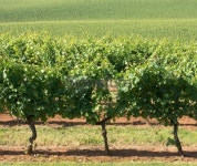 Vineyard 이미지 (459975205) - 게티이미지뱅크 Vineyard