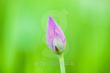 lotus flower bud 이미지 (452241407) - 게티이미지뱅크 lotus flower bud