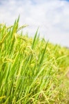 ripe rice under blue sky 이미지 (452166417) - 게티이미지뱅크 ripe rice under blue sky