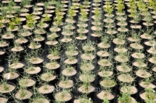 plant nursery in Brittany 이미지 (160564069) - 게티이미지뱅크 plant nursery in Brittany
