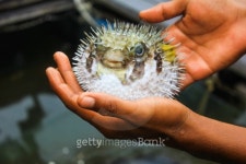 Fugu fish caught while fishing in Siam Bay 이미지 (187011673) - 게티이미지뱅크 Fugu fish caught while fishing in Siam Bay