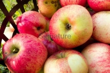 Red heirloom apples 이미지 (450672041) - 게티이미지뱅크 Red heirloom apples