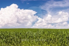 Agriculture 이미지 (178529676) - 게티이미지뱅크 Agriculture