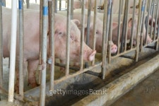 Modern piggery 이미지 (452248179) - 게티이미지뱅크 Modern piggery