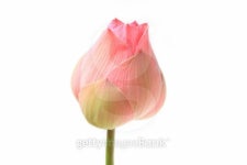 Pink lotus bud flower 이미지 (461992045) - 게티이미지뱅크 Pink lotus bud flower
