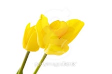 Two beautiful yellow tulips 이미지 (456503693) - 게티이미지뱅크 Two beautiful yellow tulips