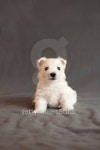 Westie puppy 이미지 (477962533) - 게티이미지뱅크 Westie puppy