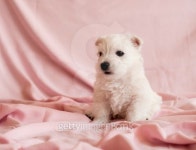 Westie puppy 이미지 (477913533) - 게티이미지뱅크 Westie puppy