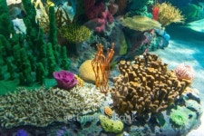 Scenes of the coral reef 이미지 (462538143) - 게티이미지뱅크 Scenes of the coral reef