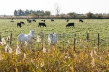 Animals in Camargue National Park 이미지 (178163350) - 게티이미지뱅크 Animals in Camargue National Park