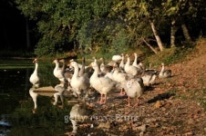 Lake of the ducks 이미지 (177795107) - 게티이미지뱅크 Lake of the ducks