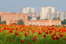 Poppy field 이미지 (163085379) - 게티이미지뱅크 Poppy field