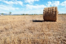 Straw Bales at a Stubbel Field 이미지 (185813162) - 게티이미지뱅크 Straw Bales at a Stubbel Field