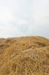 Haystack with copy space above it 이미지 (181685522) - 게티이미지뱅크 Haystack with copy space above it