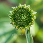 Echinacea Bud 이미지 (175344101) - 게티이미지뱅크 Echinacea Bud