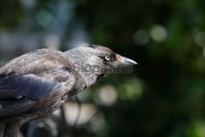 Black jackdaw Corvus monedula bird close up 이미지 (174491778) - 게티이미지뱅크 Black jackdaw Corvus monedula bird close up