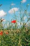 poppies and ears 이미지 (178085377) - 게티이미지뱅크 poppies and ears