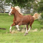 Chestnut welsh pony with blond hair running on pasturage 이미지 (168719246) - 게티이미지뱅크 Chestnut welsh pony with blond... 