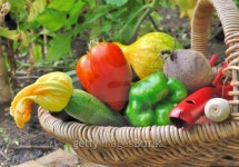 seasonal vegetables in basket 이미지 (476362093) - 게티이미지뱅크 seasonal vegetables in basket