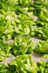Organic lettuce growing in a green house. 이미지 (187988409) - 게티이미지뱅크 Organic lettuce growing in a green house.