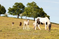 Horses and Foal in Spring Pasture 이미지 (461314925) - 게티이미지뱅크 Horses and Foal in Spring Pasture