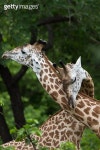Giraffe in Africa 이미지 (164170583) - 게티이미지뱅크 Giraffe in Africa