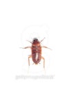Cockroach on white background 이미지 (181632013) - 게티이미지뱅크 Cockroach on white background