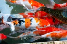 Koi or carp chinese fish in water 이미지 (456527535) - 게티이미지뱅크 Koi or carp chinese fish in water