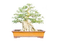 Bonsai Tree on white background 이미지 (453091129) - 게티이미지뱅크 Bonsai Tree on white background