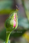 Rose bud 이미지 (184799506) - 게티이미지뱅크 Rose bud