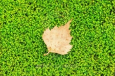 Green moss and a tiny leaf 이미지 (177860608) - 게티이미지뱅크 Green moss and a tiny leaf