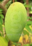 코코넛인테리어And망고테크 | Chok Anan Mangoes,Thailand. 이미지 (467108913) - 게티이미지뱅크 Chok Anan Mangoes,Thailand.