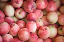 ripe peach 이미지 (176489470) - 게티이미지뱅크 ripe peach