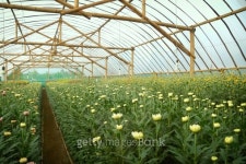 Chrysanthemum farm inside greenhouse 이미지 (175488640) - 게티이미지뱅크 Chrysanthemum farm inside greenhouse