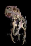 Velociraptor 이미지 (177781736) - 게티이미지뱅크 Velociraptor