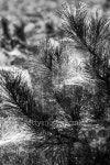 Top of a pine tree with spiderweb between the needles 이미지 (467316249) - 게티이미지뱅크 Top of a pine tree with spiderweb...