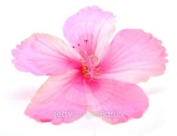 Pink hibiscus 이미지 (453983289) - 게티이미지뱅크 Pink hibiscus