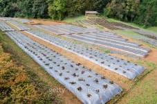 Organic Garden 이미지 (462450205) - 게티이미지뱅크 Organic Garden