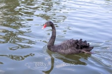Black swan on lake 이미지 (178771271) - 게티이미지뱅크 Black swan on lake