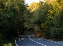 The way in forest 이미지 (186989714) - 게티이미지뱅크 The way in forest