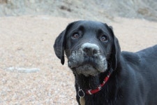 mucky pup 이미지 (166699193) - 게티이미지뱅크 mucky pup