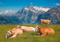 Swiss cow 이미지 (178112427) - 게티이미지뱅크 Swiss cow