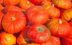 Colorful pumpkins 이미지 (179063928) - 게티이미지뱅크 Colorful pumpkins