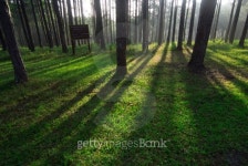 Pine trees 이미지 (450177427) - 게티이미지뱅크 Pine trees