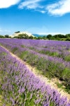 lavender field and Grignan village 이미지 (178726655) - 게티이미지뱅크 lavender field and Grignan village